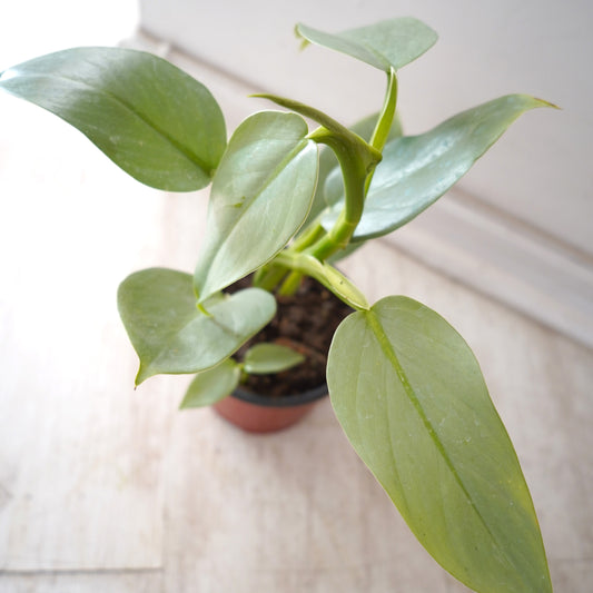 Philodendron Silver