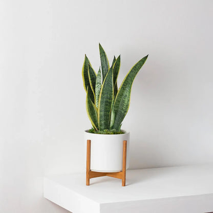 Sansevieria Lengua de Suegra