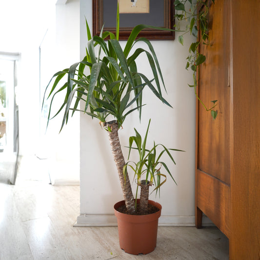 Yucca